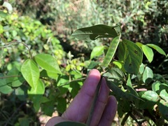 Macrotyloma axillare