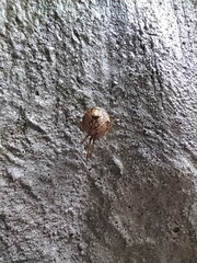Parasteatoda lunata