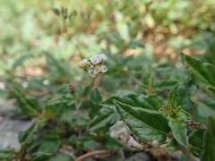 Boerhavia glabrata