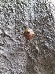 Parasteatoda lunata