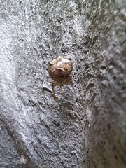 Parasteatoda lunata