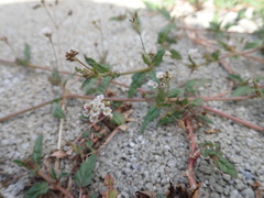 Boerhavia glabrata