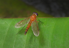 Chrysopilus ferruginosus