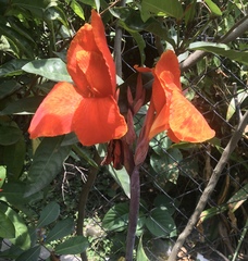 Canna flaccida