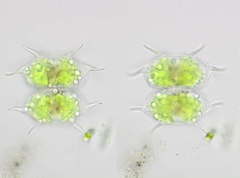 Xanthidium antilopaeum