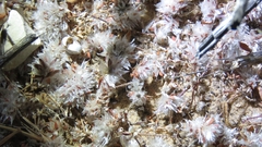 Phyllomorpha laciniata