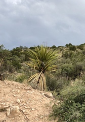 Yucca treculiana