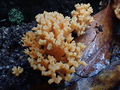 Ramaria anziana
