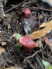 Cortinarius cardinalis