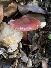 Cortinarius cardinalis