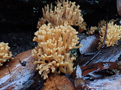 Ramaria anziana