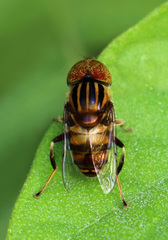 Eristalinus megacephalus