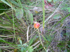 Rosa crenatula