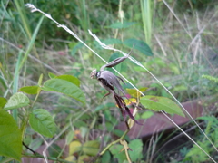 Rosa crenatula