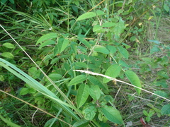 Rosa crenatula