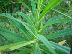 Euphorbia salicifolia