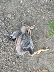 Acridotheres tristis