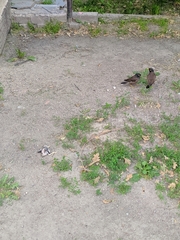 Acridotheres tristis