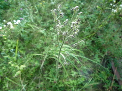 Pilosella auriculoides