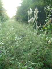 Pilosella auriculoides
