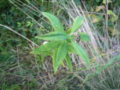 Euphorbia salicifolia