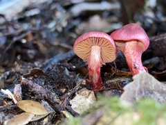 Cortinarius cardinalis
