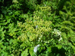 Ligusticum verticillatum