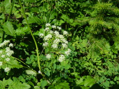 Ligusticum verticillatum