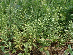 Lepidium virginicum