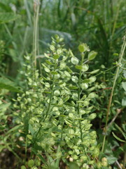 Lepidium virginicum