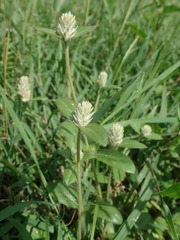 Gomphrena celosioides