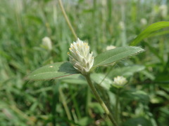 Gomphrena celosioides
