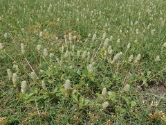 Gomphrena celosioides