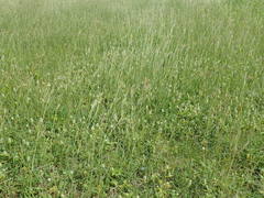 Dichanthium annulatum