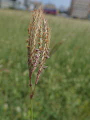 Dichanthium annulatum