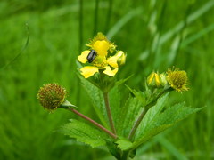 Geum macrophyllum macrophyllum
