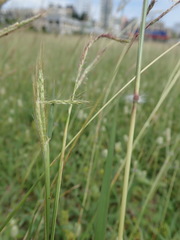 Dichanthium annulatum