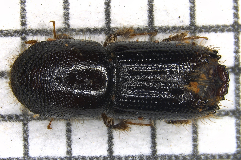 Sixspined Ips