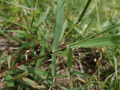 Dichanthium annulatum