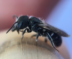 Protosmia rubifloris