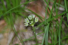 Allium burdickii