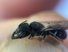 Protosmia rubifloris