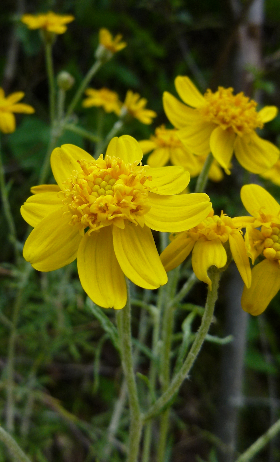 Eriophyllum jepsonii