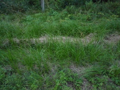 Carex melanostachya