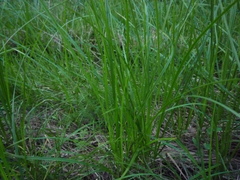 Carex melanostachya
