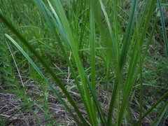 Carex melanostachya