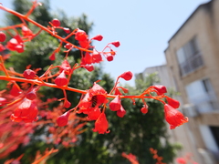 Brachychiton acerifolius