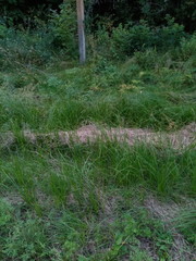 Carex melanostachya