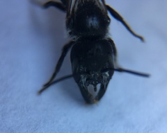 Protosmia rubifloris