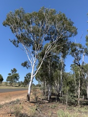 Eucalyptus thozetiana